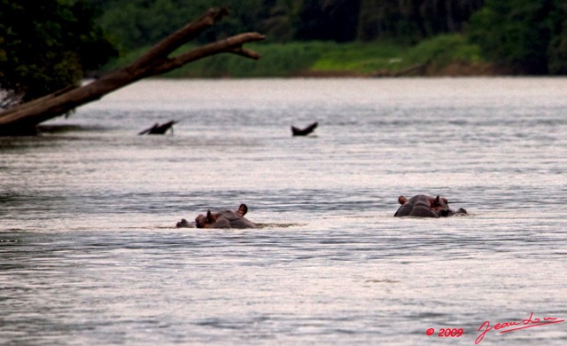 017 LAMBARENE Hippopotames Hippopotamus amphibius dans le Fleuve 9E5K2IMG_52009wtmk.jpg