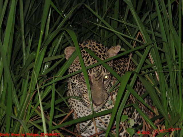 038 Milole Leopard Panthera pardus Jeanmart 12-2010wtmk.jpg