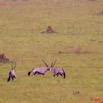 035 Plateaux Bateke 4 Oryx gazella et Termitières 9E50IMG_30799wtmk.jpg