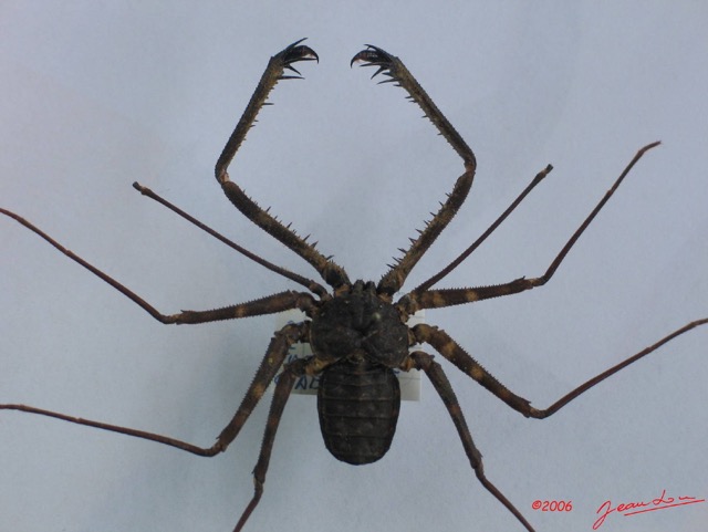 002 Arthropoda Arachnida Amblypygi Amblypyge IMG_1257WTMK.JPG