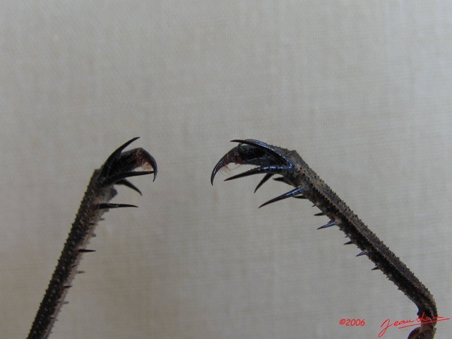 005 Arthropoda Arachnida Amblypygi Amblypyge IMG_1431WTMK.JPG