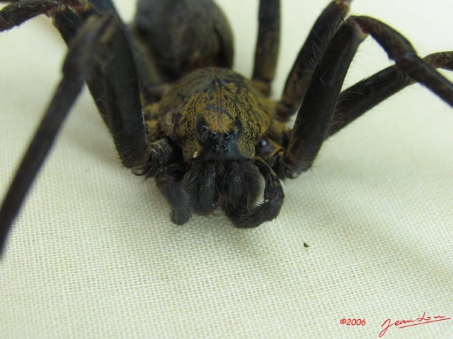 006 Arthropoda Arachnida Araneae Araignee IMG_1529WTMK.JPG