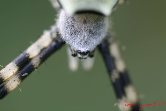 010 Arthropoda Arachnida Araneae Araignee IMG_1802WTMK.JPG