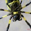 020 Arthropoda Arachnida Araneae Araignee NEPHILA Turneri f 7IMG_5234WTMK.JPG