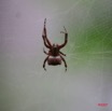 023 Arthropoda Arachnida Araneae Araignee 2R IMG_5283WTMK.JPG