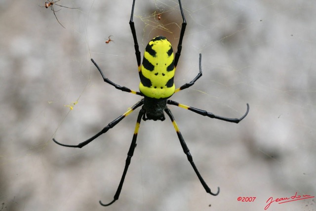 029 Arthropoda Arachnida Araneae Araignee Nephila turneri 7IMG_6020WTMK.JPG