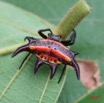 031 Arthropoda Arachnida Araneae Araignee 7IMG_6751WTMK.JPG