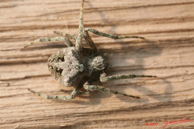 041 Arthropoda Arachnida Araneae Araignee 09 7EIMG_8975WTMK.JPG
