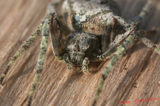 042 Arthropoda Arachnida Araneae Araignee 09 7EIMG_8981WTMK.JPG