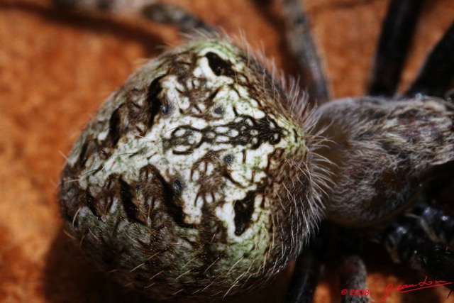 062 Arthropoda Arachnida Araneae Araignee 11 8EIMG_15452WTMK.JPG