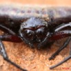 066 Arthropoda Arachnida Araneae Araignee 12 8EIMG_15496WTMK.JPG