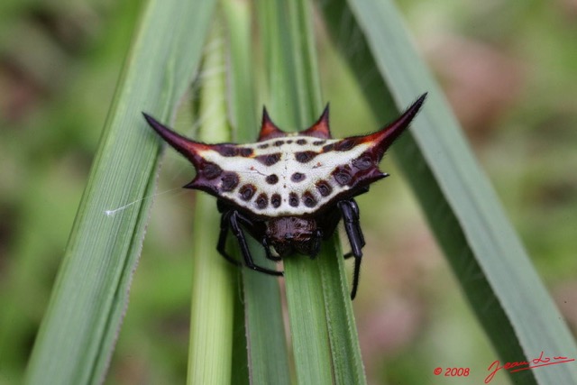 067 Ogooue Arthropoda Arachnida Araneae Araignee 13 8EIMG_16534WTMK.JPG