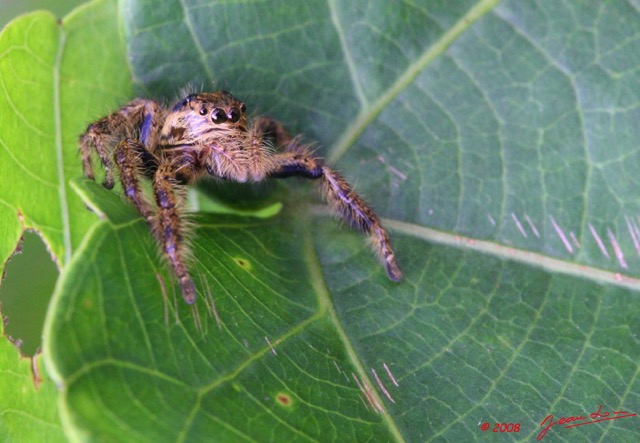 071 Arthropoda Arachnida Araneae Araignee 15 8EIMG_17857WTMK.JPG