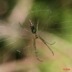 074 Arthropoda Arachnida Araneae Araignee 16 8EIMG_19257WTMK.JPG