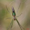 075 Arthropoda Arachnida Araneae Araignee 16 8EIMG_19187WTMK.JPG