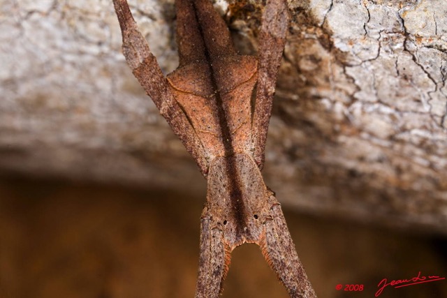082 Arthropoda Arachnida Araneae Araignee 16 8EIMG_22439wtmk.JPG