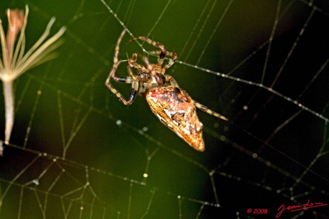 084 Arthropoda Arachnida Araneae Araignee 18 8EIMG_24740wtmk.JPG