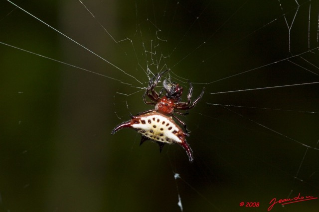 086 KESSALA Arthropoda Arachnida Araneae Araignee 19 8EIMG_26410wtmk.jpg