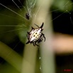 089 KESSALA Arthropoda Arachnida Araneae Araignee 19 8EIMG_26444wtmk.jpg