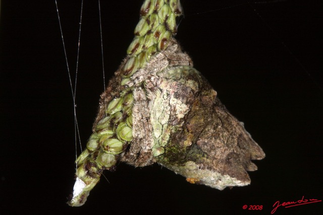 094 Arthropoda Arachnida Araneae Araignee 21 8E50IMG_30165wtmk.jpg