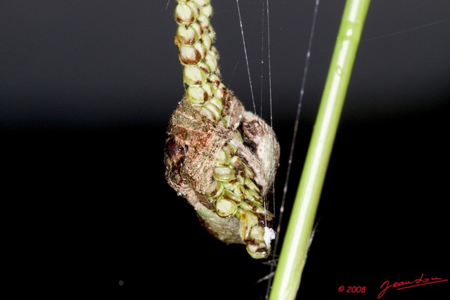 095 Arthropoda Arachnida Araneae Araignee 21 8E50IMG_30167wtmk.jpg