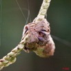 096 Arthropoda Arachnida Araneae Araignee 21 8E50IMG_30175wtmk.jpg