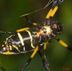 098 Arthropoda Arachnida Araneae Araignee 22 Nephila 9E50IMG_30579wtmk.jpg