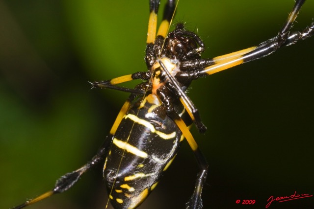 100 Arthropoda Arachnida Araneae Araignee 22 Nephila 9E50IMG_30592wtmk.jpg