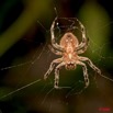 003 Arthropoda Arachnida Araneae Araignee 23 9E50IMG_30672wtmk.jpg