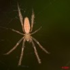 005 Arthropoda Arachnida Araneae Araignee 24 9E50IMG_30711wtmk.jpg