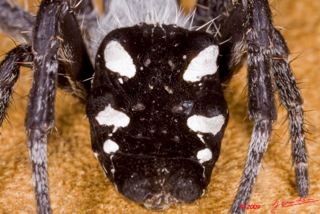 006 Arthropoda Arachnida Araneae Araignee 28 9E50IMG_31131wtmk.jpg