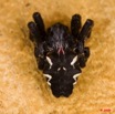 012 La Lope Arthropoda Arachnida Araneae Araignee 27 9E50IMG_31090wtmk.jpg