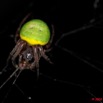 019 Arthropoda Arachnida Araneae Araignee 28 95D2IMG_50279WTMK.jpg