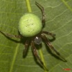 025 Arthropode Arthropoda Arachnida Araneae Araignee 34 9E50IMG_31890wtmk.jpg