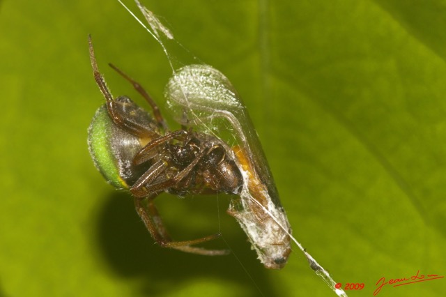 026 Arthropode Arthropoda Arachnida Araneae Araignee 34 9E50IMG_31894wtmk.jpg