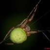 027 Arthropode Arthropoda Arachnida Araneae Araignee 34 9E50IMG_31907wtmk.jpg