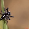 033 Plateaux Bateke 6 Arthropoda Arachnida Araneae Araignee 33 9E50DIMG_32046wtmk.jpg