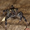 036 Arthropoda Arachnida Araneae Araignee 34 9E5K2IMG_55670wtmk.jpg