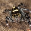 037 Arthropoda Arachnida Araneae Araignee 34 9E5K2IMG_55671wtmk.jpg