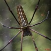 039 Arthropoda Arachnida Araneae Araignee 35 9E5MK2IMG_55843wtmk.jpg