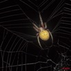 044 SPB 7 Arthropoda Arachnida Araneae Araignee 35 10E5K2IMG_57282wtmk.jpg