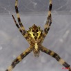 046 Arthropoda Arachnida Araneae Araignee 38 10E5K2IMG_57357wtmk.jpg