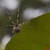 048 LETILI la Foret Arthropoda Arachnida Araneae Araignee 39 10E5K2IMG_57736wtmk.jpg
