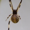 049 LETILI la Foret Arthropoda Arachnida Araneae Araignee 39 10E5K2IMG_57750wtmk.jpg