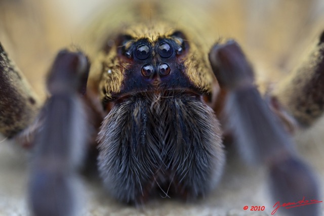 052 Arthropoda Arachnida Araneae Araignee 40 10E5K2IMG_58571wtmk.jpg