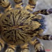 054 Arthropoda Arachnida Araneae Araignee 40 10E5K2IMG_58575wtmk.jpg