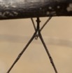 059 Monts de Cristal Arthropoda Arachnida Araneae Araignee 41 10E5K2IMG_59113wtmk.jpg