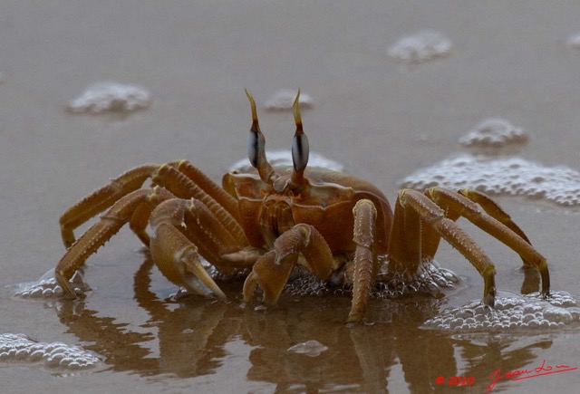 070 GOMBE Arthropoda Melacostraca Decapoda Crabe 10E5K2IMG_61206awtmk.jpg