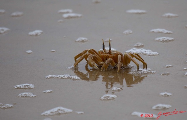071 GOMBE Arthropoda Melacostraca Decapoda Crabe 10E5K2IMG_61206wtmk.jpg
