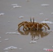071 GOMBE Arthropoda Melacostraca Decapoda Crabe 10E5K2IMG_61206wtmk.jpg